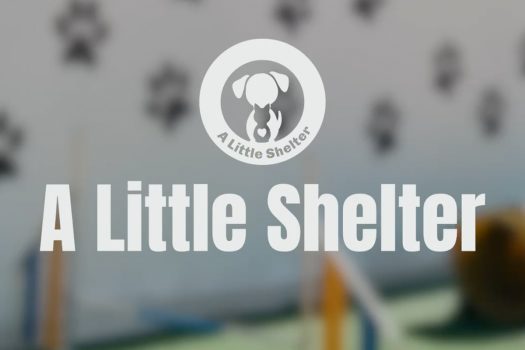 Χορηγός στη φανέλα ο οργανισμός “A Little Shelter” | pao.gr